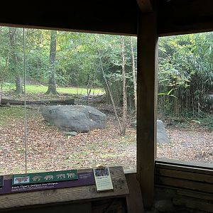 Tiger Mountain - Mainland Tiger