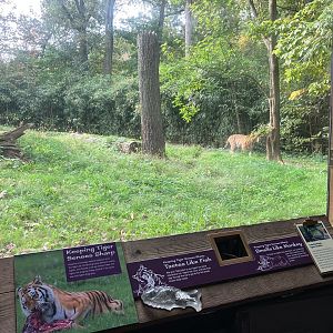 Tiger Mountain - Mainland Tiger Exhibit