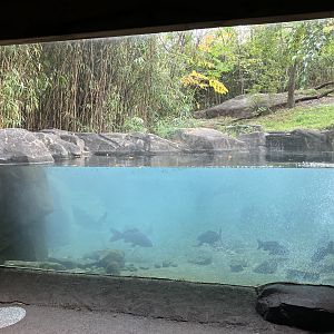 Tiger Mountain - Mainland Tiger Exhibit