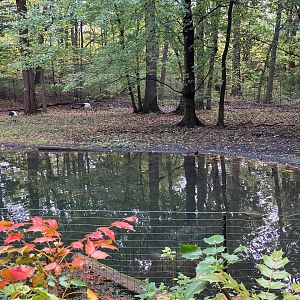 Tiger Mountain - Red-Crowned Crane Exhibit