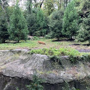 Chinese Dhole Exhibit
