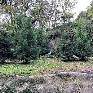 Chinese Dhole Exhibit