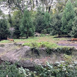 Chinese Dhole Exhibit