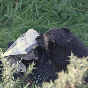 Wolverine Media Literacy - Whipsnade 2023