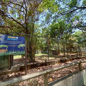 Maned wolf exhibit II  - Belo Horizonte zoo