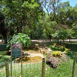 Geoffroy's side-necked turtle exhibit  - Belo Horizonte zoo