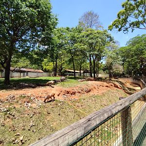 Cerrado biome exhibit  - Belo Horizonte zoo