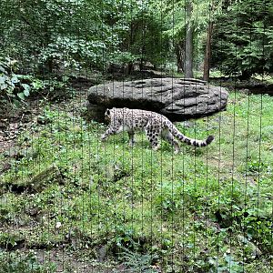 Himalayan Highlands - Snow Leopard Exhibit #1