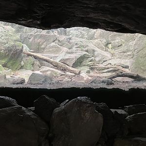 Himalayan Highlands - Snow Leopard Exhibit #2