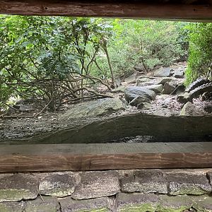 Himalayan Highlands - Temmink’s Tragopan Exhibit