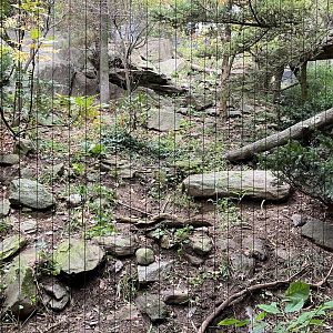 Himalayan Highlands - Snow Leopard Exhibit #3