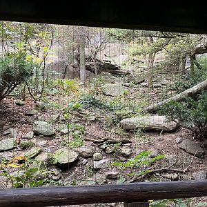 Himalayan Highlands - Snow Leopard Exhibit #3