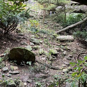 Himalayan Highlands - Snow Leopard Exhibit #3
