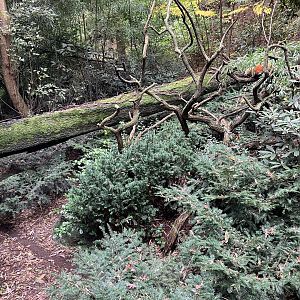 Himalayan Highlands - Red Panda Exhibit