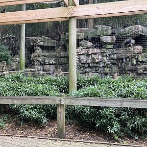 Waldrapp Ibis Aviary