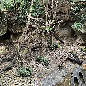 Jungleworld - Matschie’s Tree Kangaroo/Burmese Brown Tortoise Exhibit