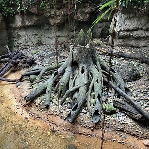 Jungleworld- Asian Small-Clawed Otter Exhibit