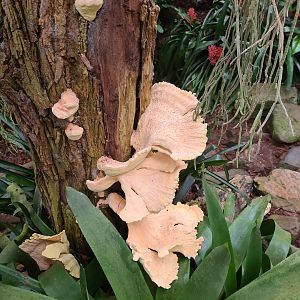 Mushrooms in "Amazon" hall