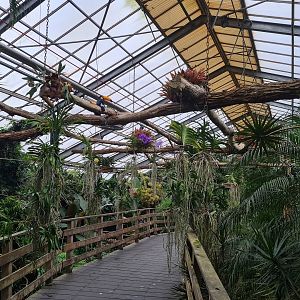 Toucans on floating plant bridge in "Amazon" hall
