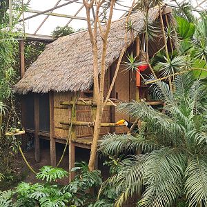 Tamarin house in "Amazon" hall