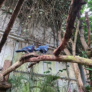 Victoria crowned pigeons in "Amazon" hall