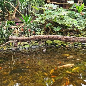 Koi and slider pond in "Amazon" hall