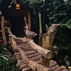 Bridge and Ringed teal in "Amazon" hall