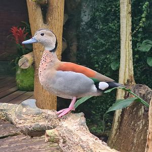Ringed teal in "Amazon" hall