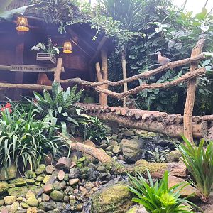 Bridge and Ringed teal in "Amazon" hall