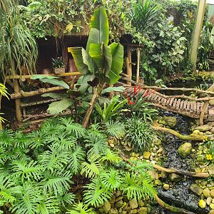Bridge and waterfall in "Amazon" hall