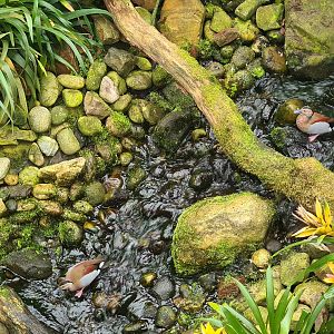 Waterfall and Ringed teals in "Amazon" hall