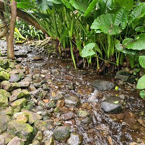 Stepping stones through stream in "Amazon" hall