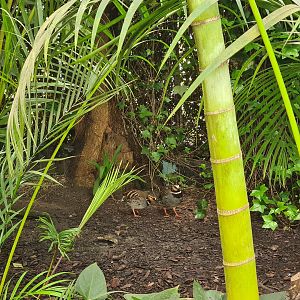 Collared hill partridges in "Amazon" hall