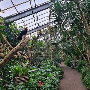 Pathway (and turaco) in "Amazon" hall
