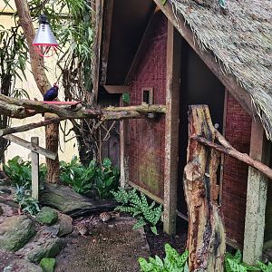 Second tamarin house in "Amazon" hall