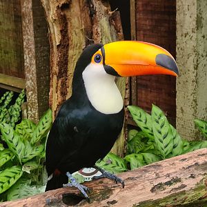 Very dapper Toco toucan