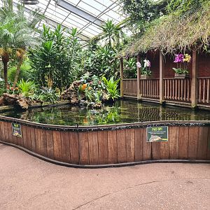 Redtail catfish pond in "Amazon" hall