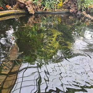 Redtail catfish pond in "Amazon" hall