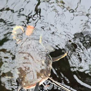 Redtail catfish feeding