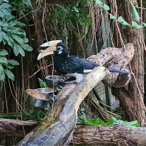 Sunda pied hornbill in Orchid garden hall