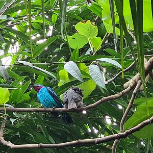 Spangled cotingas in Orchid gardens