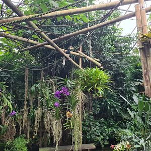 Sunda pied hornbill in Orchid garden hall