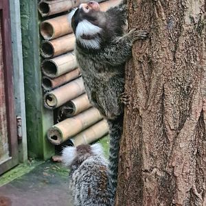 Common Marmosets in Orchid garden hall
