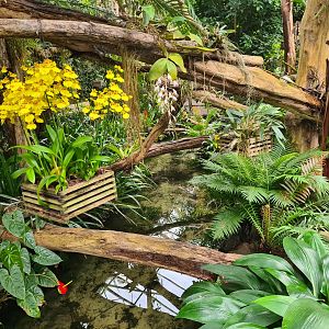 Pond in Orchid garden hall