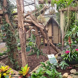 Golden-headed lion tamarin enclosure in Orchid garden hall