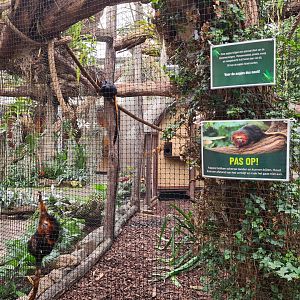 Golden-headed lion tamarin enclosure in Orchid garden hall