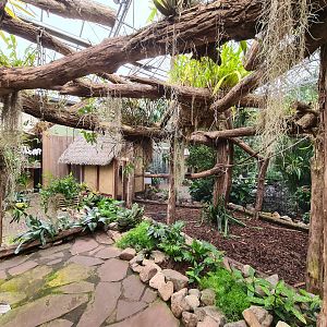 Golden-headed lion tamarin enclosure in Orchid garden hall