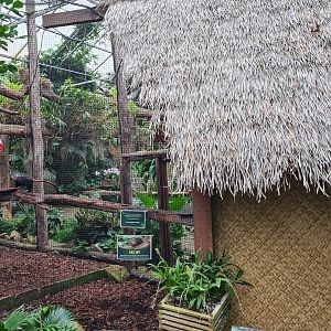 Golden-headed lion tamarin enclosure in Orchid garden hall