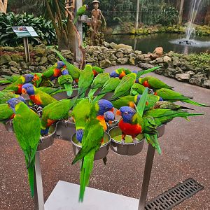 Rainbow lorikeet feeding time!