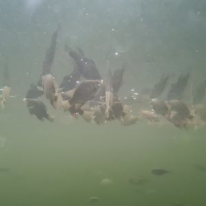 Tanganyikan tilapias in Pankong river